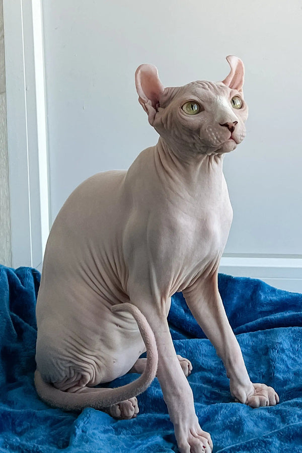 Cute Hairless Sphynx cat from Fidel Elf Sphynx Kitten, perfect playful companion