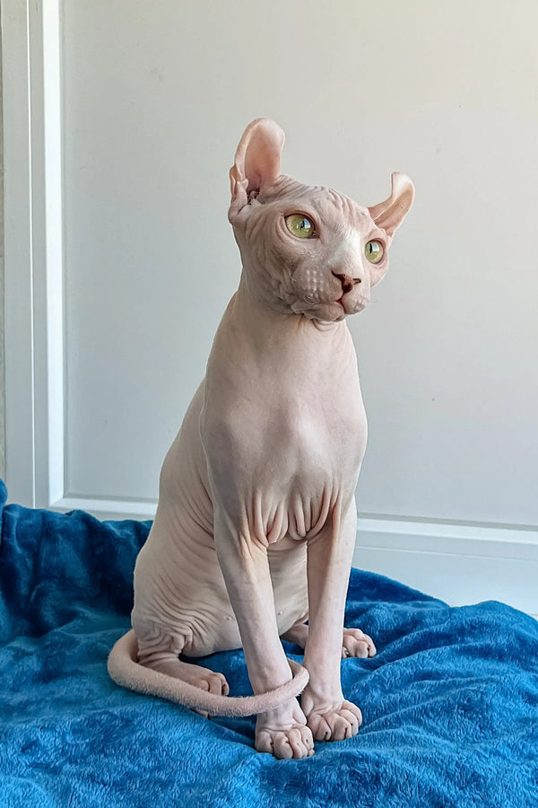 Hairless Elf Sphynx Kitten named Fidel with big ears looking cute and playful