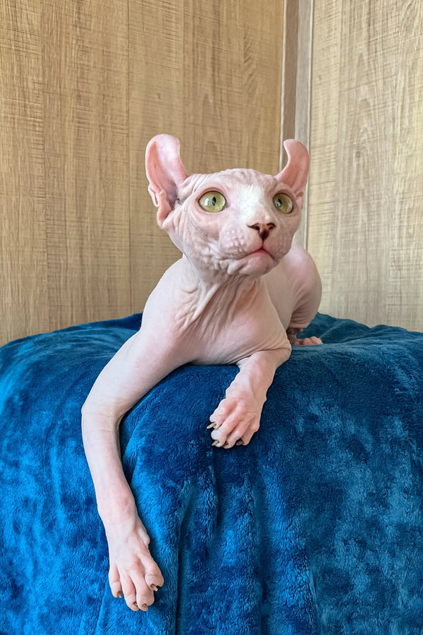 Cute Hairless Cat with Big Ears, Fidel the Elf Sphynx Kitten Ready for Adoption