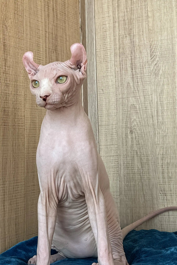 Cute Elf Sphynx Kitten named Fidel with big ears and a hairless coat