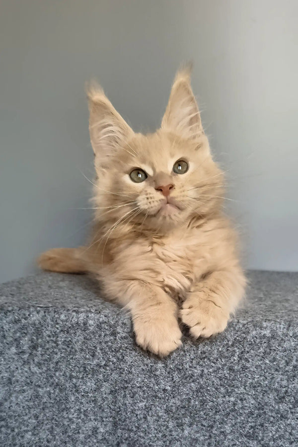 Fidel | maine coon kitten