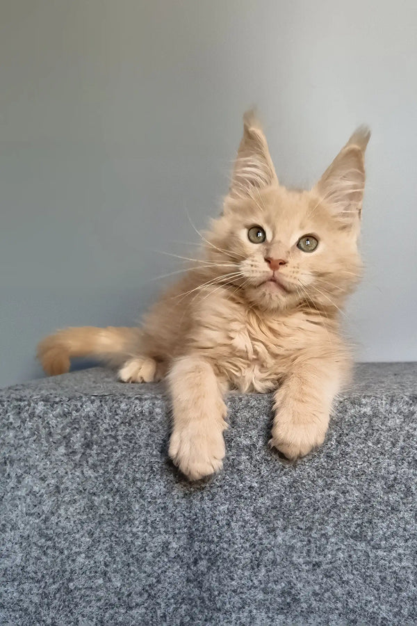 Fidel | maine coon kitten