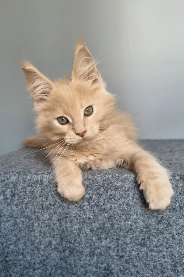 Fidel | maine coon kitten
