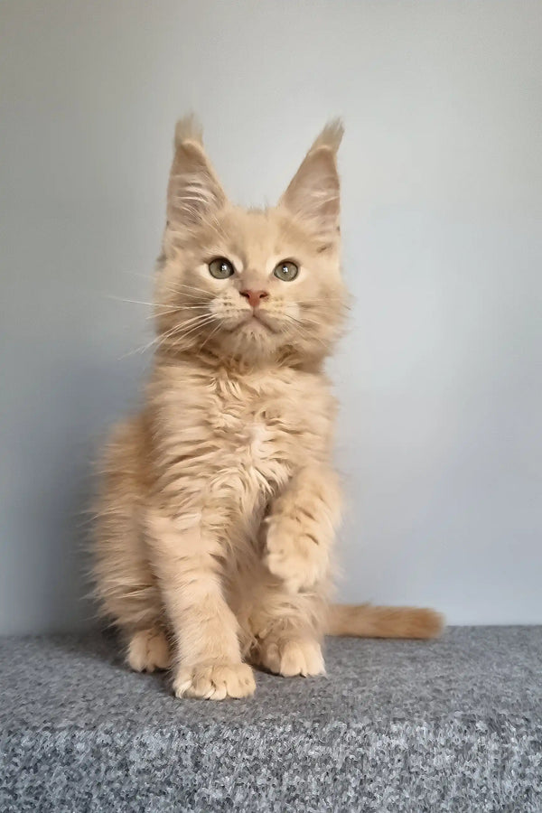 Fidel | maine coon kitten