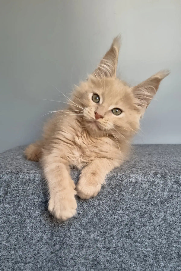 Fidel | maine coon kitten