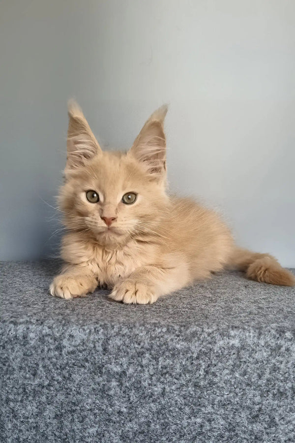 Fidel | maine coon kitten