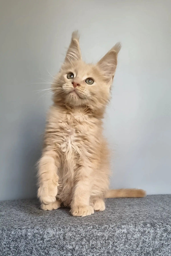 Fidel | maine coon kitten