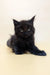 Cute Black Fluffy Kitten named Fif from Maine Coon Kitten collection