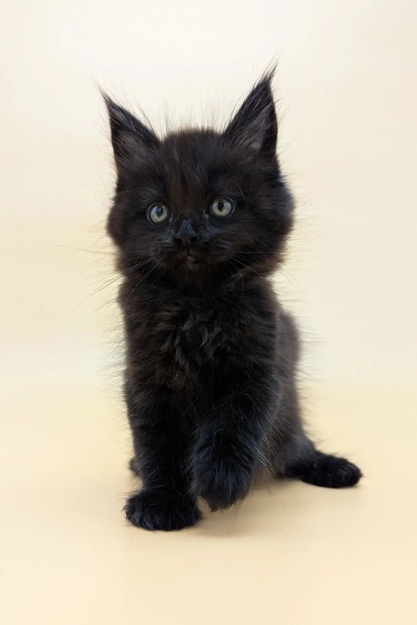 Fluffy black Maine Coon kitten with pointed ears, perfect for any cat lover!