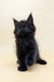 Fluffy black Maine Coon kitten named Fif with striking blue eyes