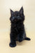 Fluffy black kitten named Fif, a cute Maine Coon ready for cuddles and fun