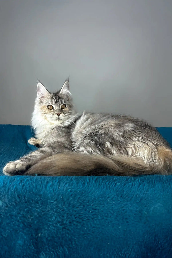 Fifa | maine coon kitten