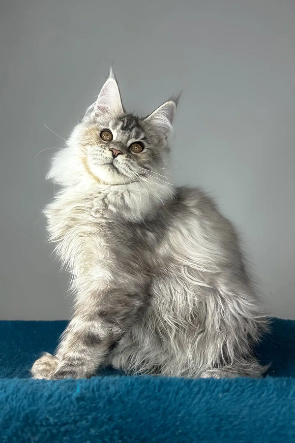 Fifa | maine coon kitten