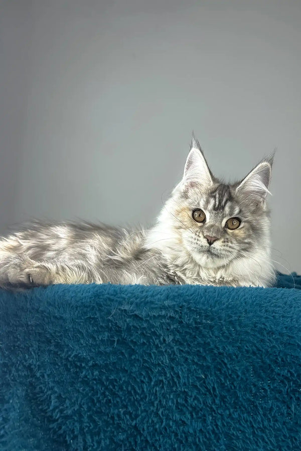 Fifa | maine coon kitten