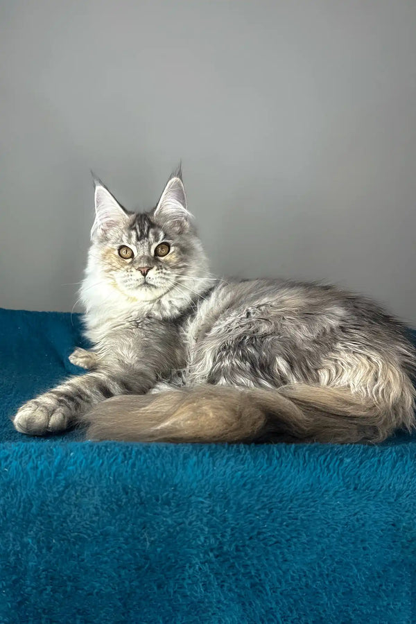 Fifa | maine coon kitten