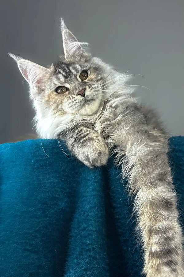 Fifa | maine coon kitten