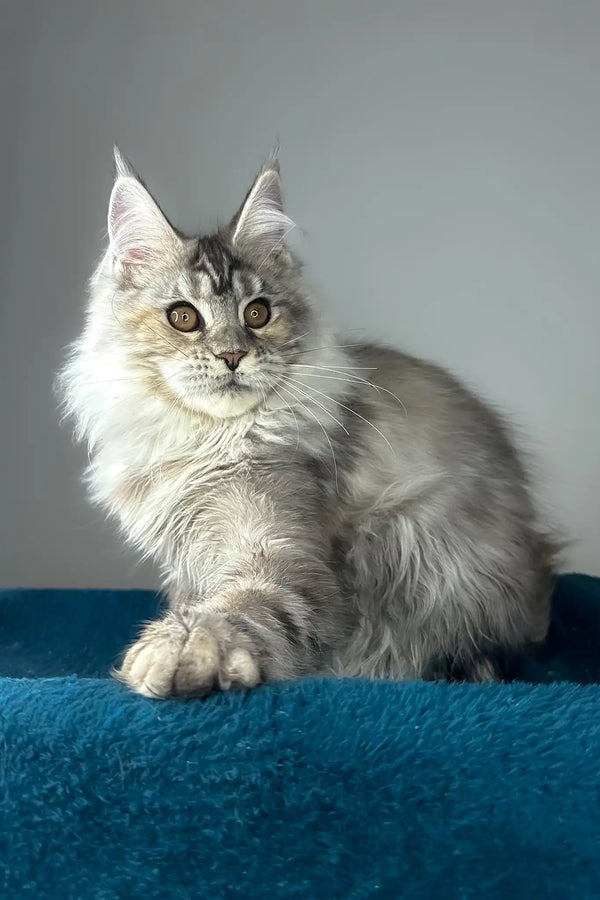 Fifa | maine coon kitten