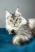 Fifa | maine coon kitten