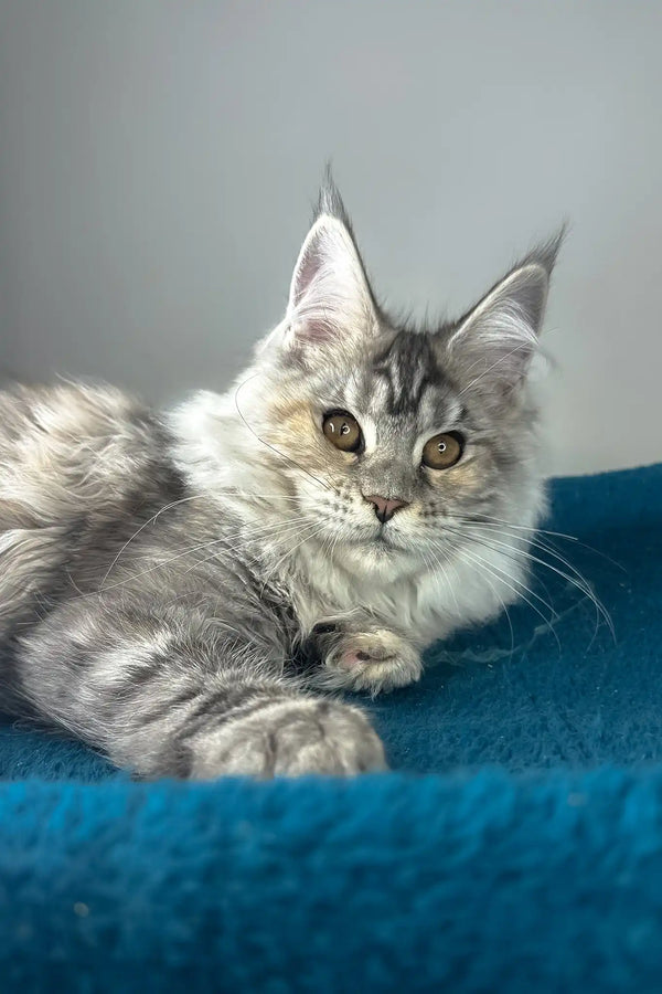 Fifa | maine coon kitten