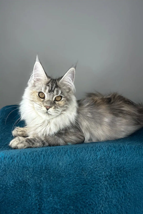 Fifa | maine coon kitten