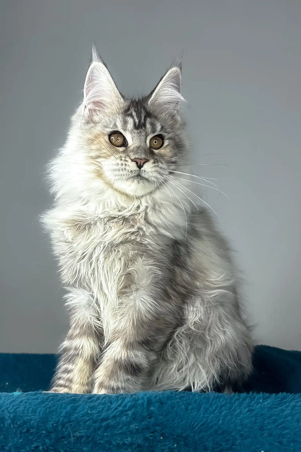 Fifa | maine coon kitten