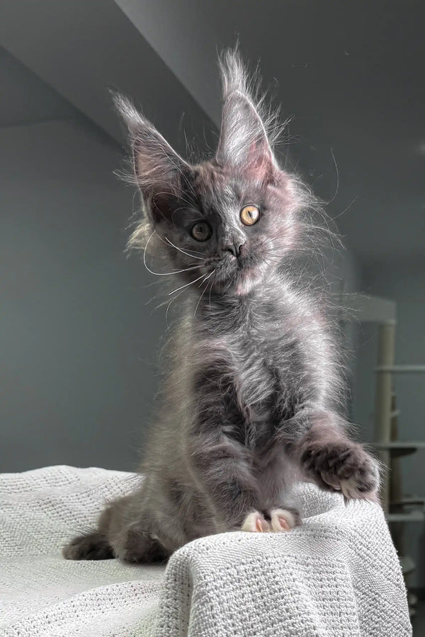 Fiffi | maine coon kitten