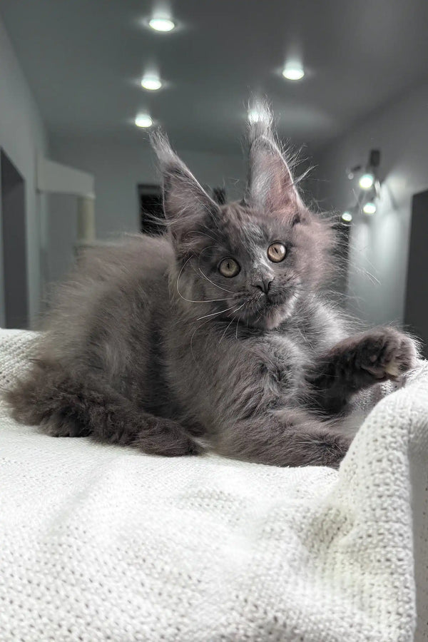 Fiffi | maine coon kitten