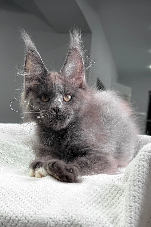 Fiffi | maine coon kitten