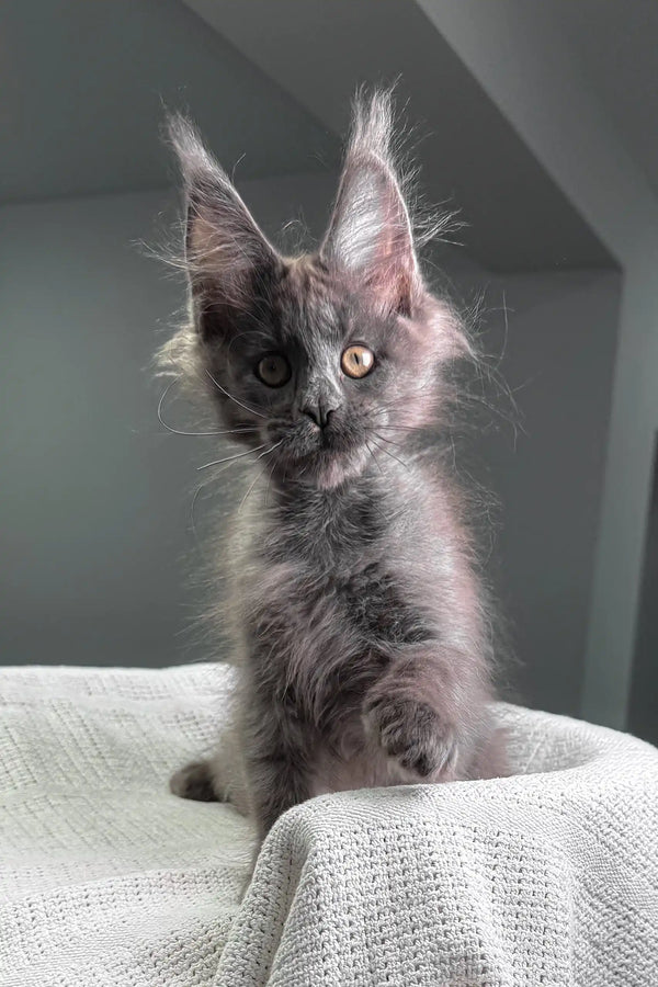 Fiffi | maine coon kitten