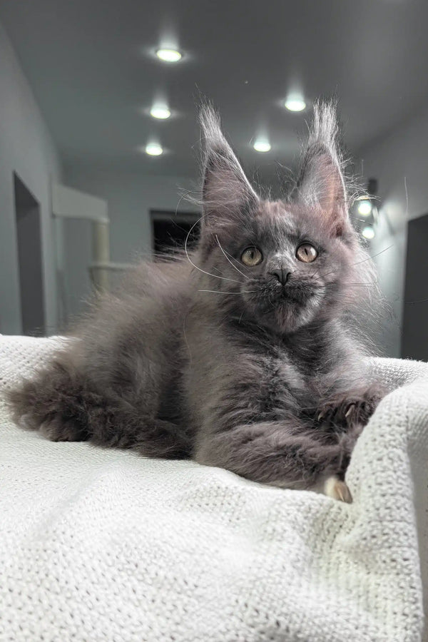 Fiffi | maine coon kitten