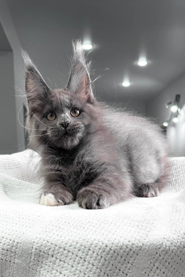 Fiffi | maine coon kitten