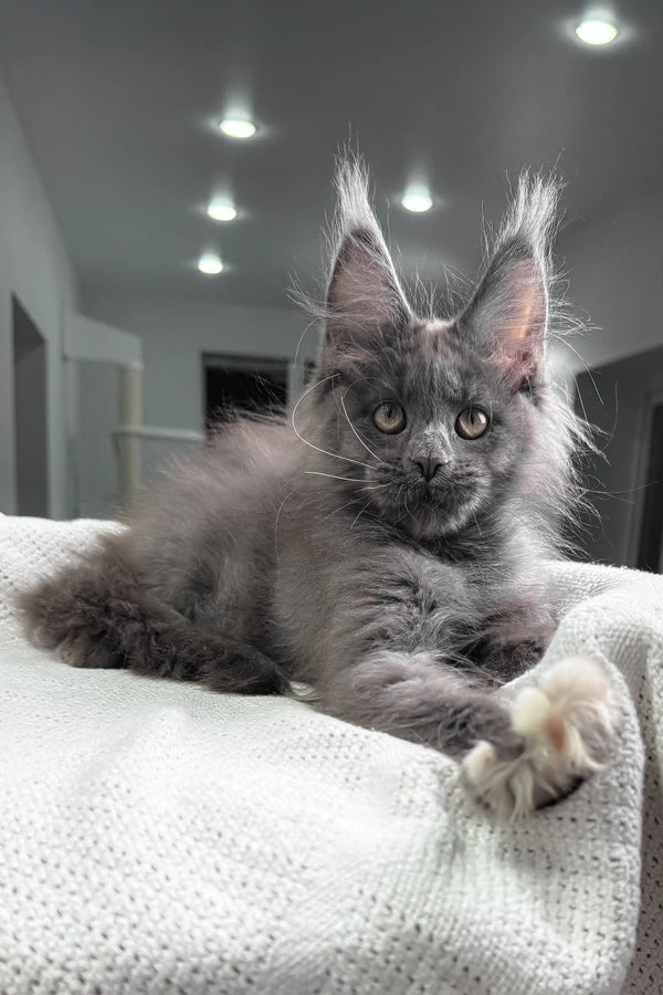 Fiffi | maine coon kitten