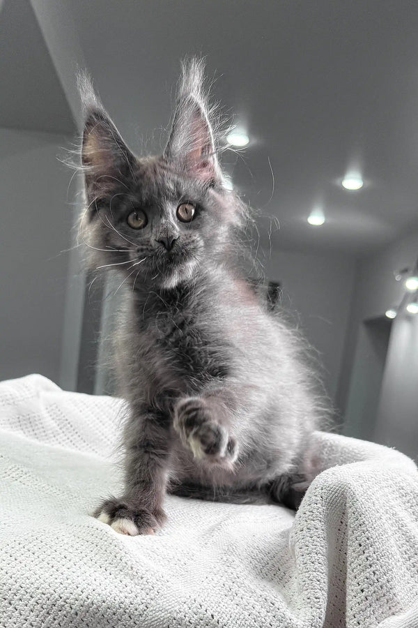 Fiffi | maine coon kitten