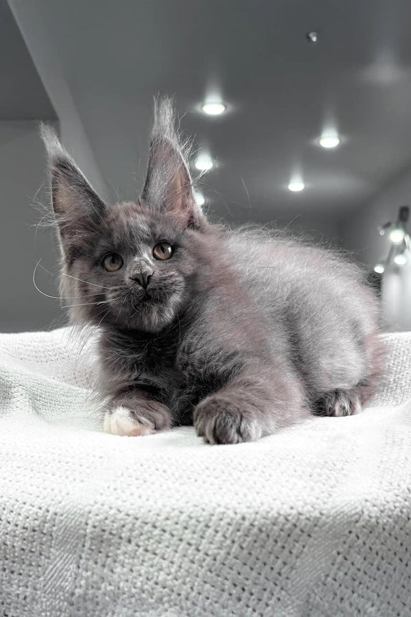 Fiffi | maine coon kitten