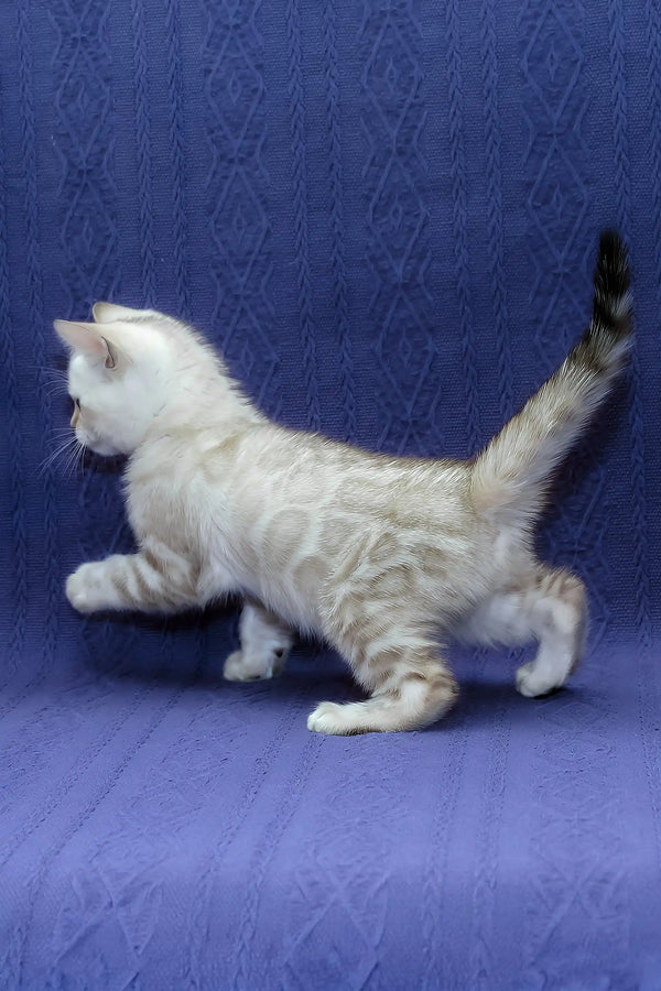 Fiji | bengal kitten