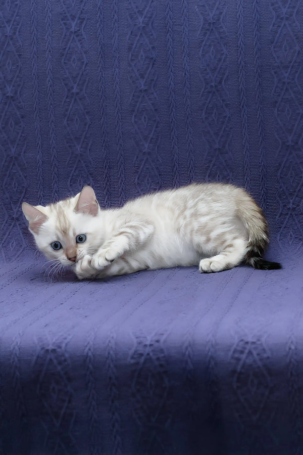 Fiji | bengal kitten