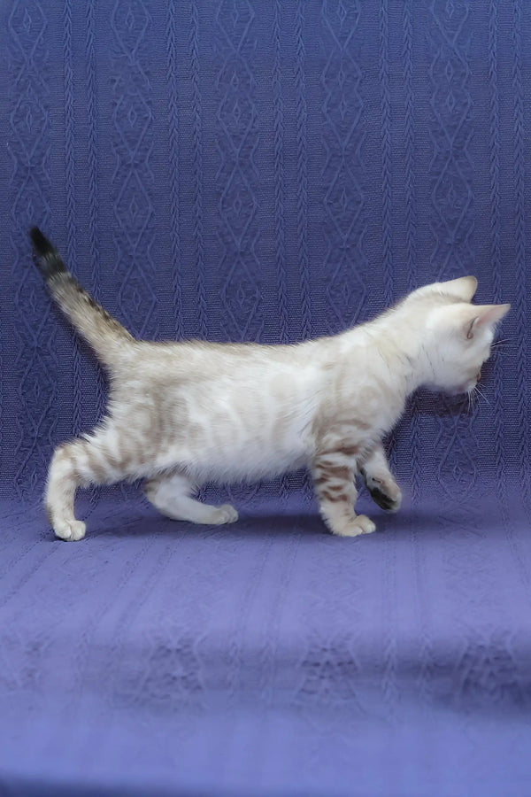 Fiji | bengal kitten