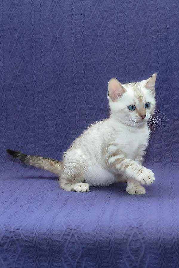 Fiji | bengal kitten