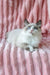 Ragdoll cat with blue eyes and cream-grey fur lounging on pink fabric for Fike