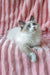 Ragdoll cat with blue eyes and cream fur lounging on pink fabric for Fike Siberian Kitten