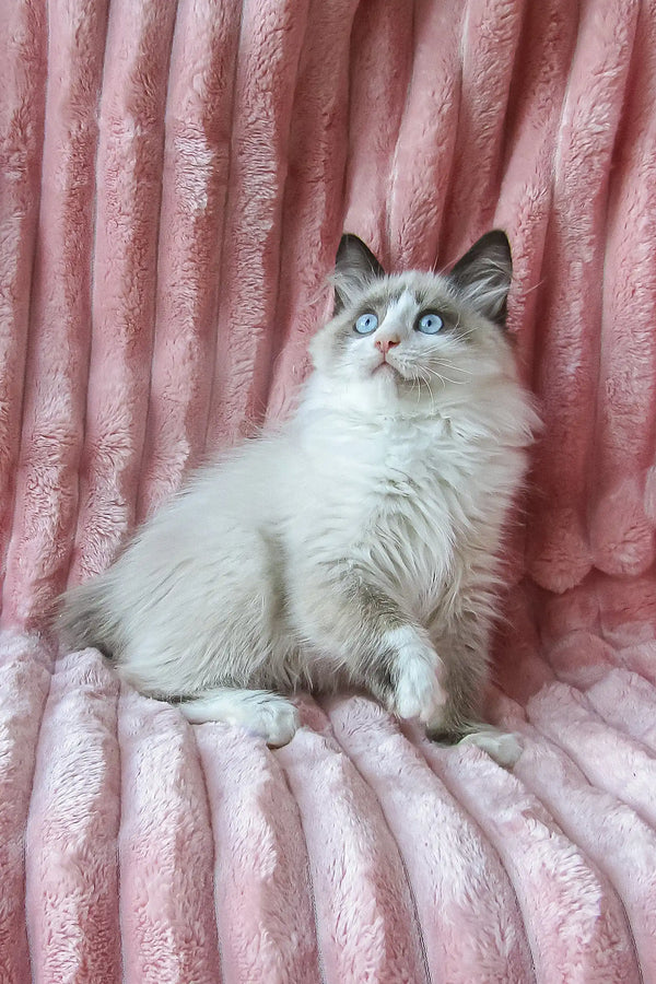 Ragdoll cat with blue eyes and cream fur lounging on pink fabric for Fike’s Siberian Kitten