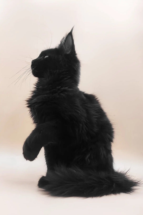 Fill | maine coon kitten