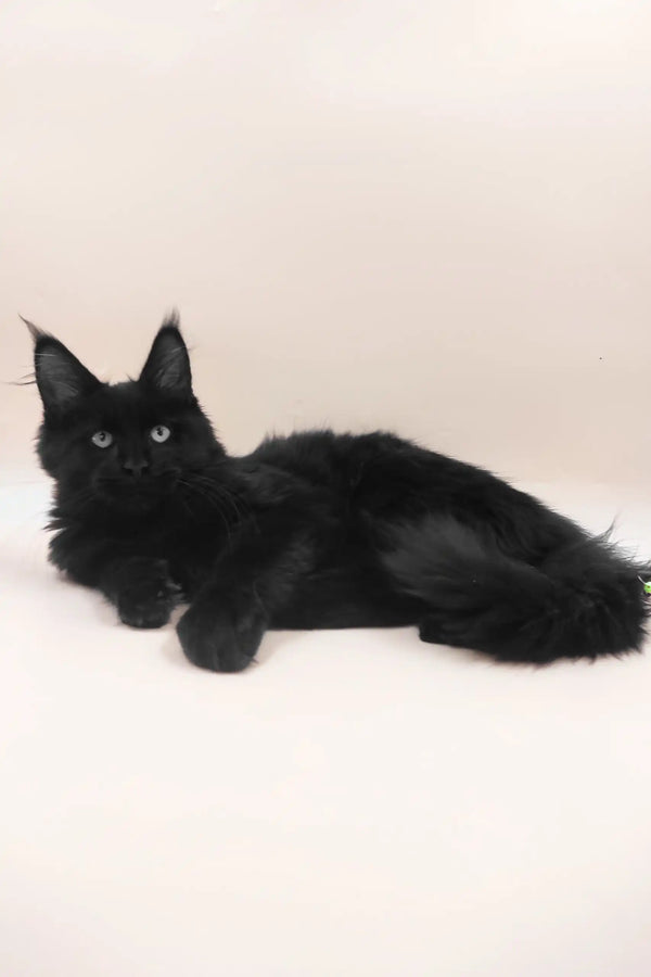 Fill | maine coon kitten