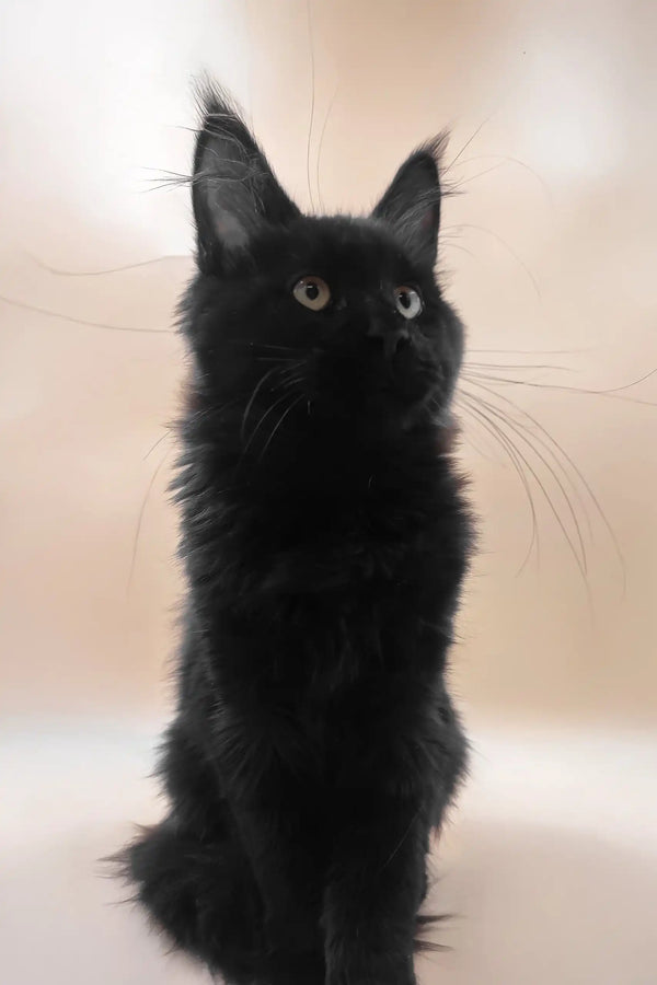 Fill | maine coon kitten