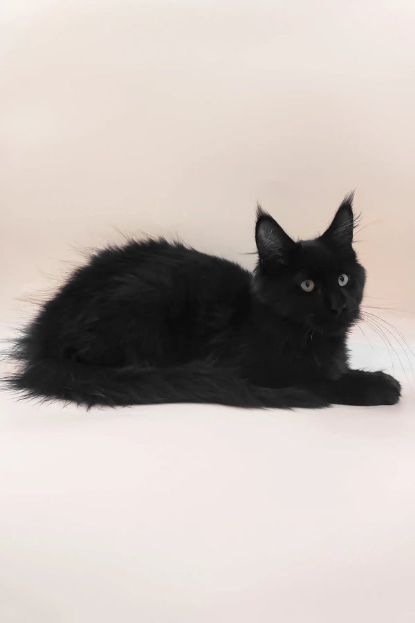 Fill | maine coon kitten