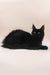 Fill | maine coon kitten