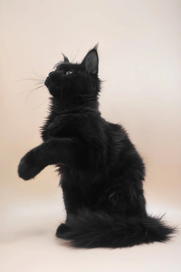 Fill | maine coon kitten