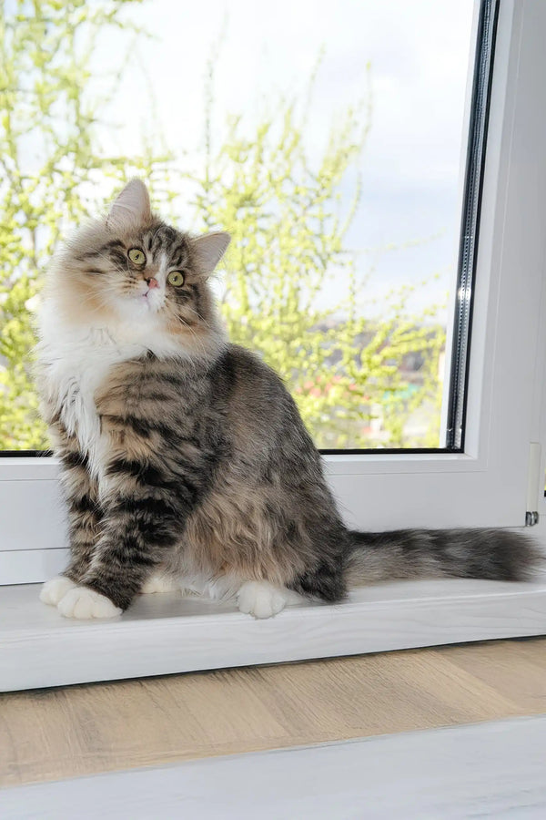 Finic | siberian kitten