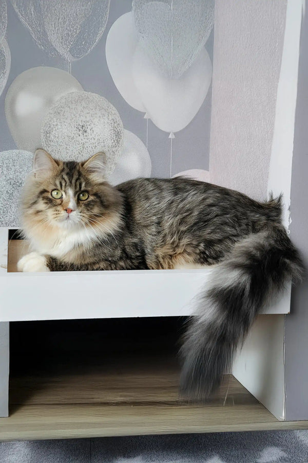 Finic | siberian kitten