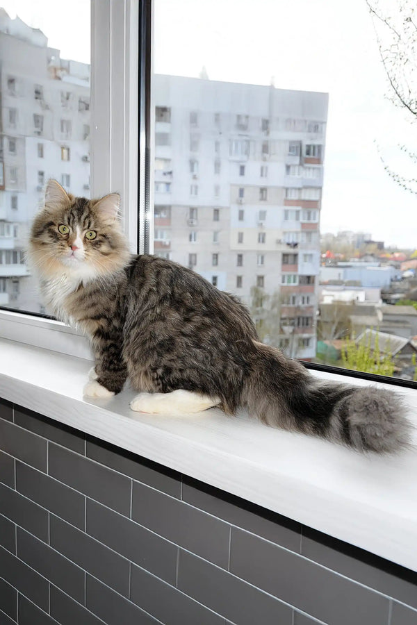 Finic | siberian kitten